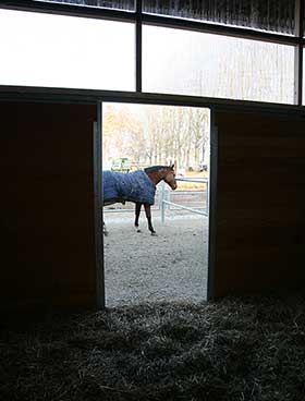 cheval hors boxe